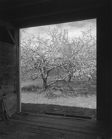 John Szarkowski’s “Winesap from Barn”, circa 1997. Photo courtesy of the Pace/MacGill gallery 